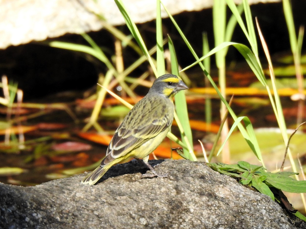 Yellow-fronted Canary - ML624084428