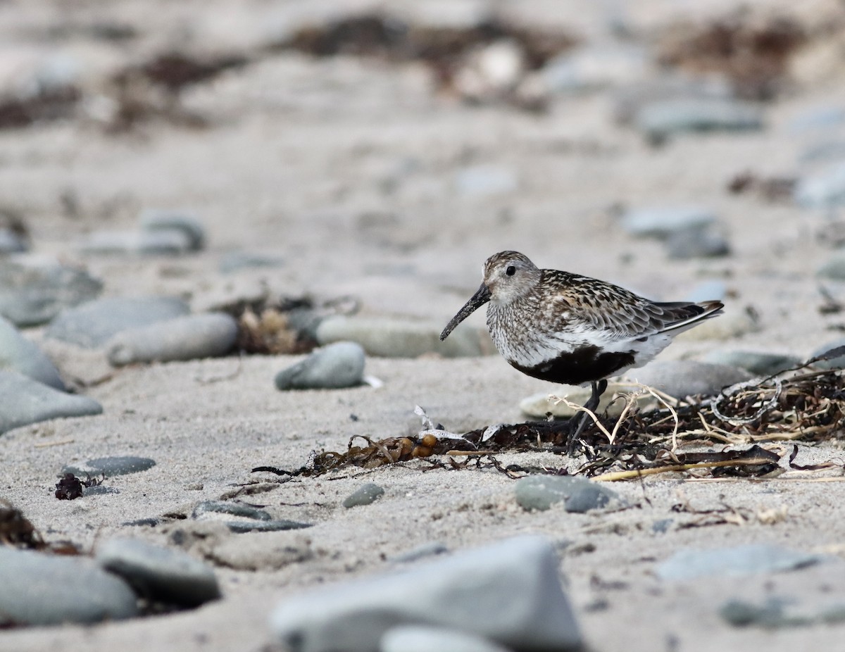 Dunlin - David Currie