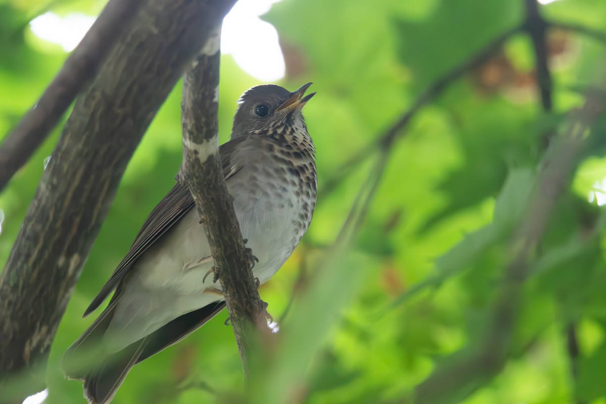 Grauwangen-Musendrossel - ML624084463