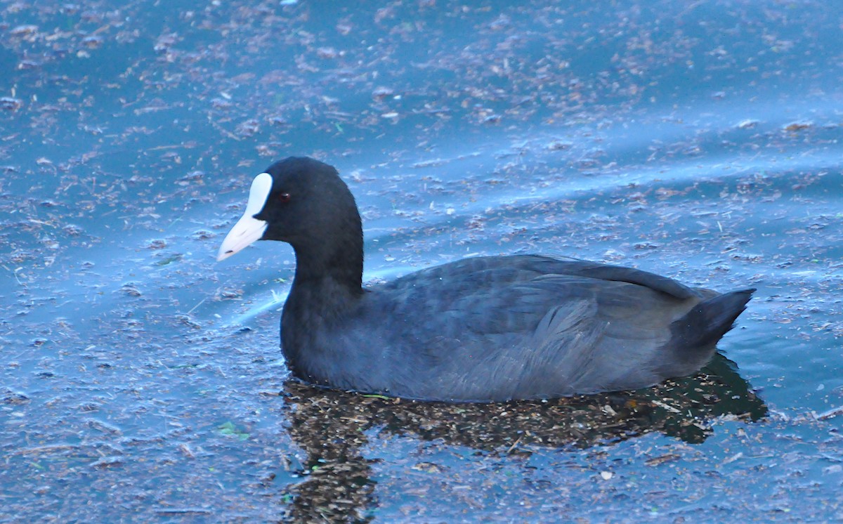 Eurasian Coot - ML624084530