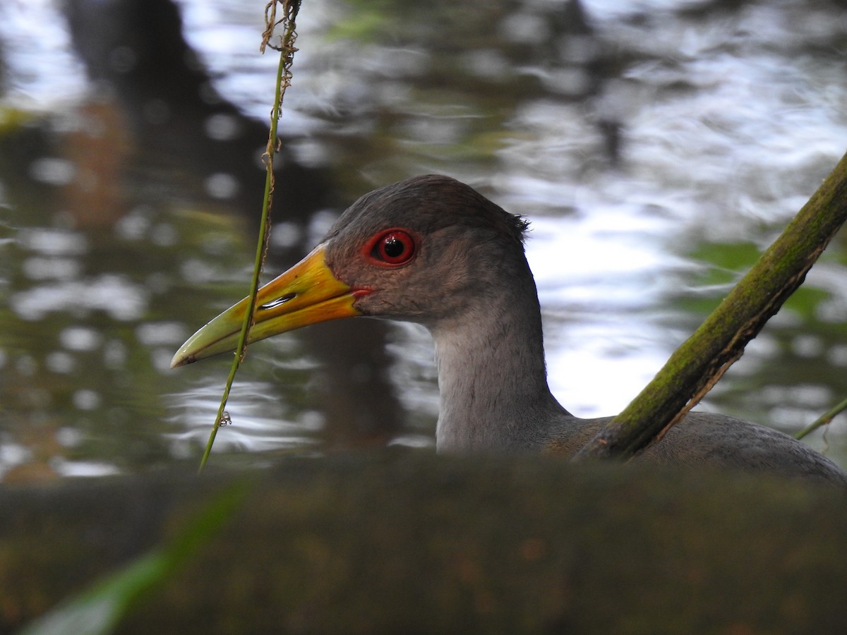 Gray-cowled Wood-Rail - ML624084533