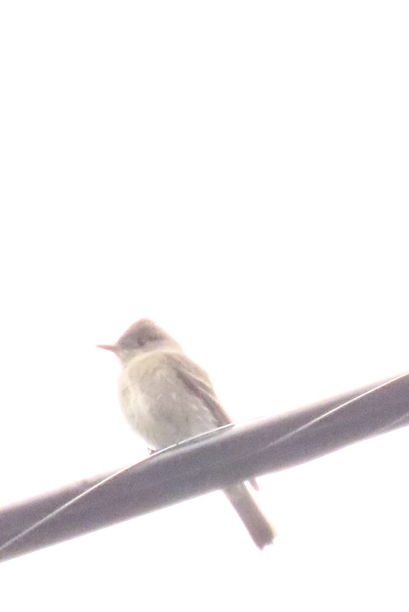 Western Wood-Pewee - Nancy Salem