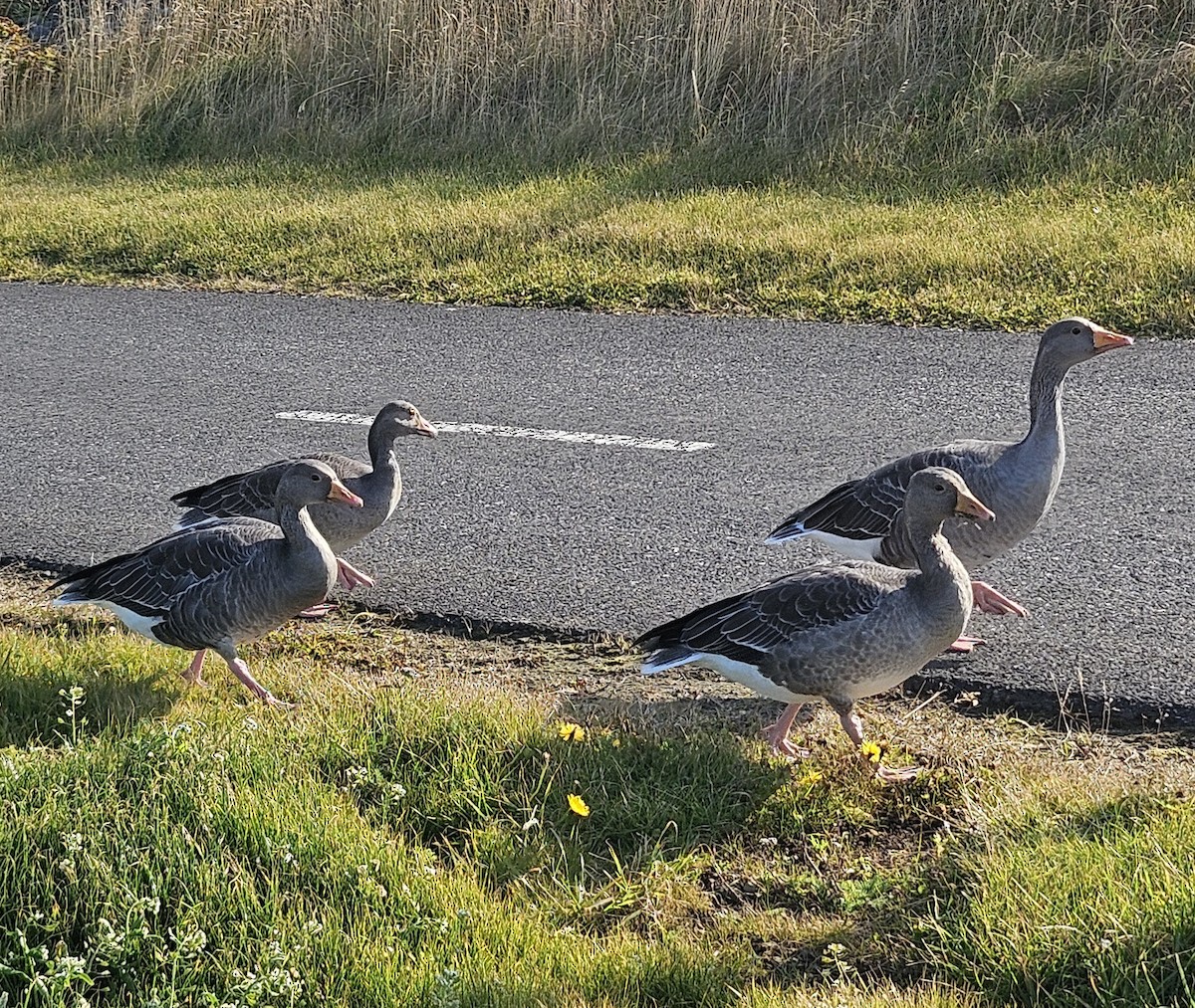 Graylag Goose - ML624084564