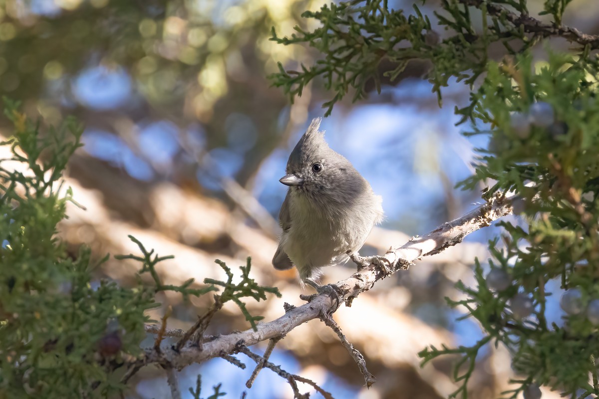 Juniper Titmouse - ML624084567