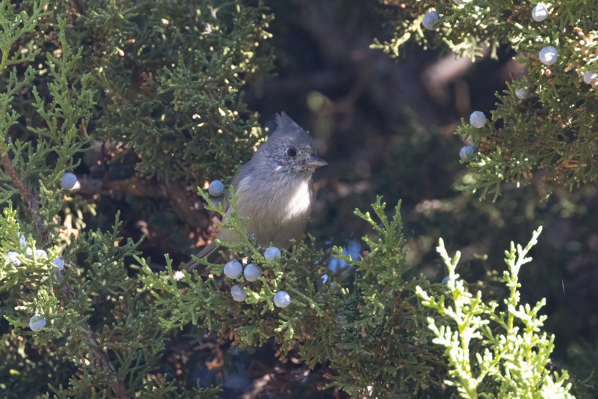 Juniper Titmouse - ML624084568