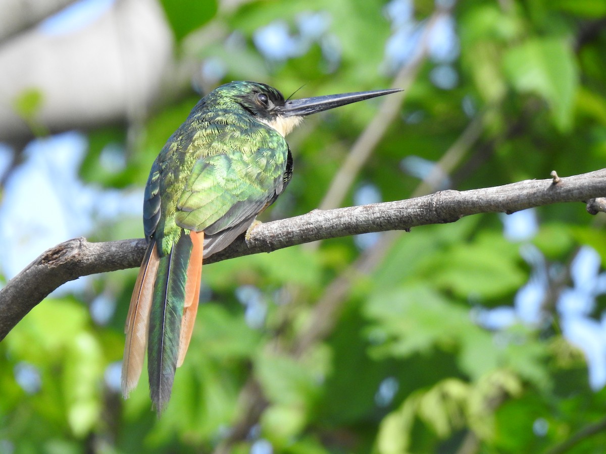 Rufous-tailed Jacamar - ML624084575