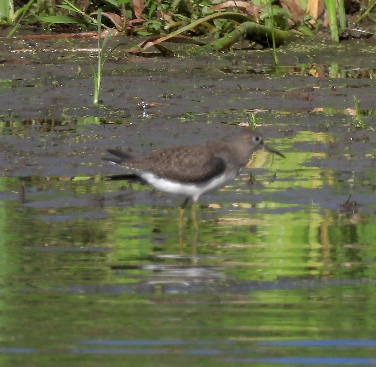 Einsiedelwasserläufer - ML624084576