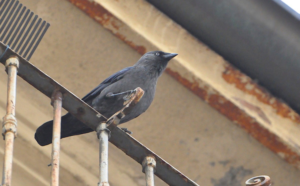 Eurasian Jackdaw - ML624084588