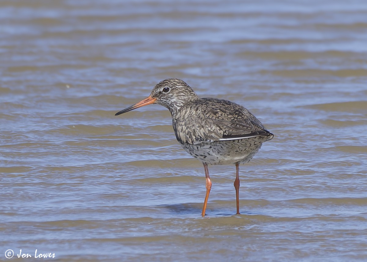 Common Redshank - ML624084597