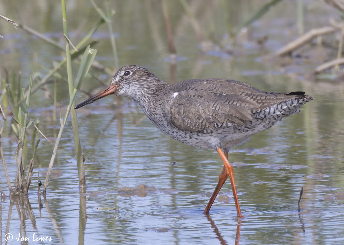 Common Redshank - Jon Lowes