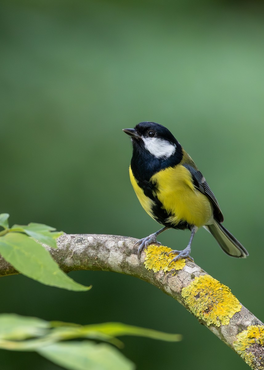 Great Tit - Emily Tallo