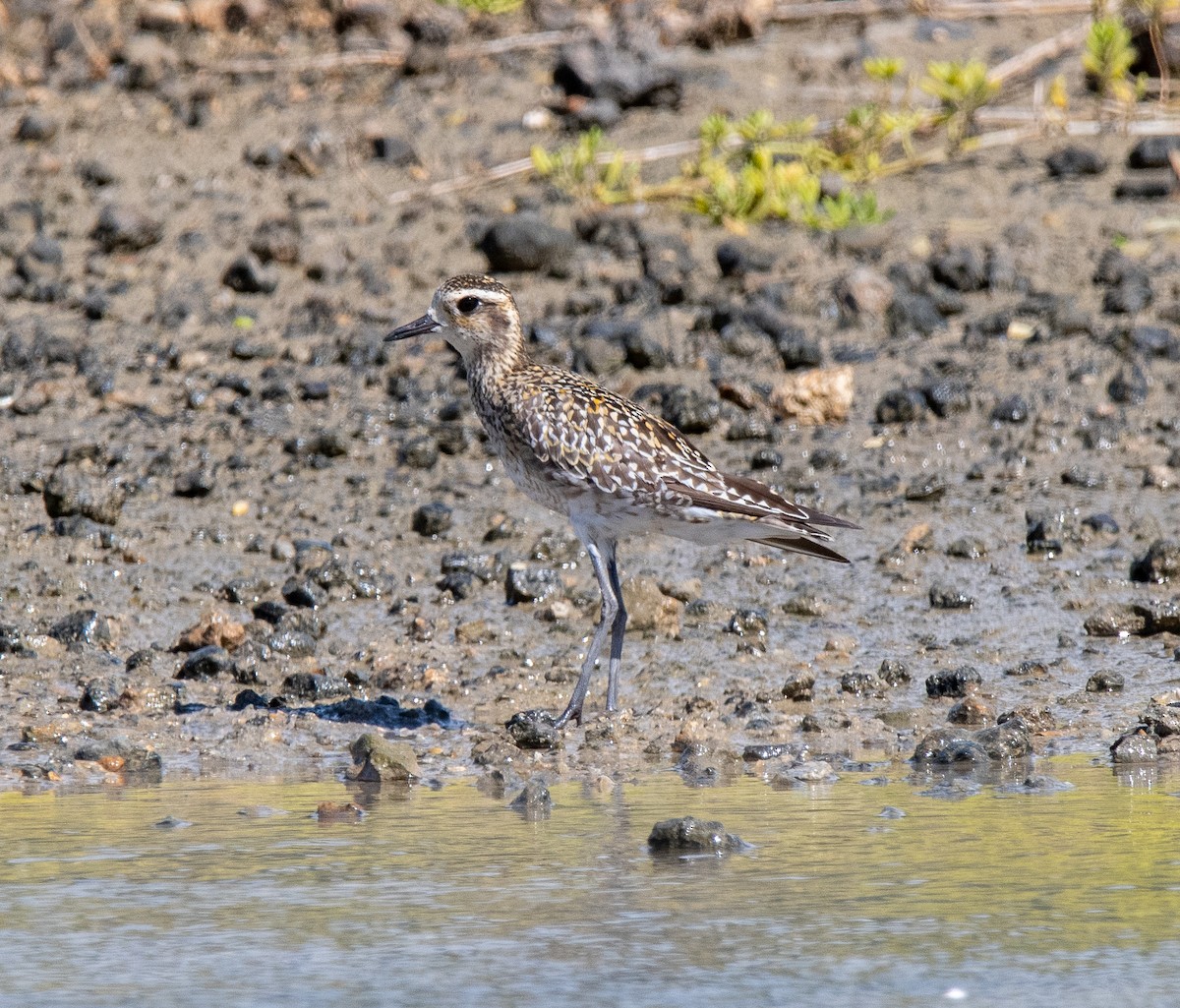 Chorlito Dorado Siberiano - ML624084600