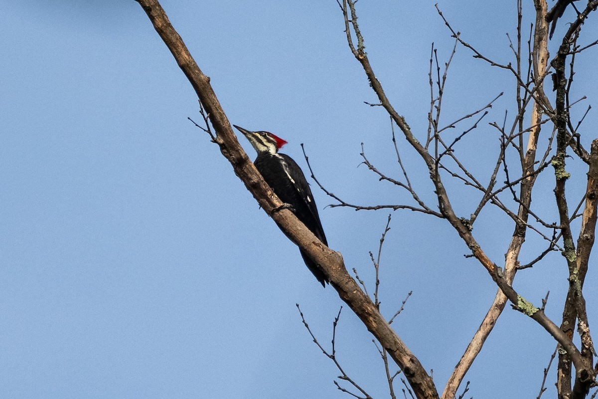 Pileated Woodpecker - ML624084618