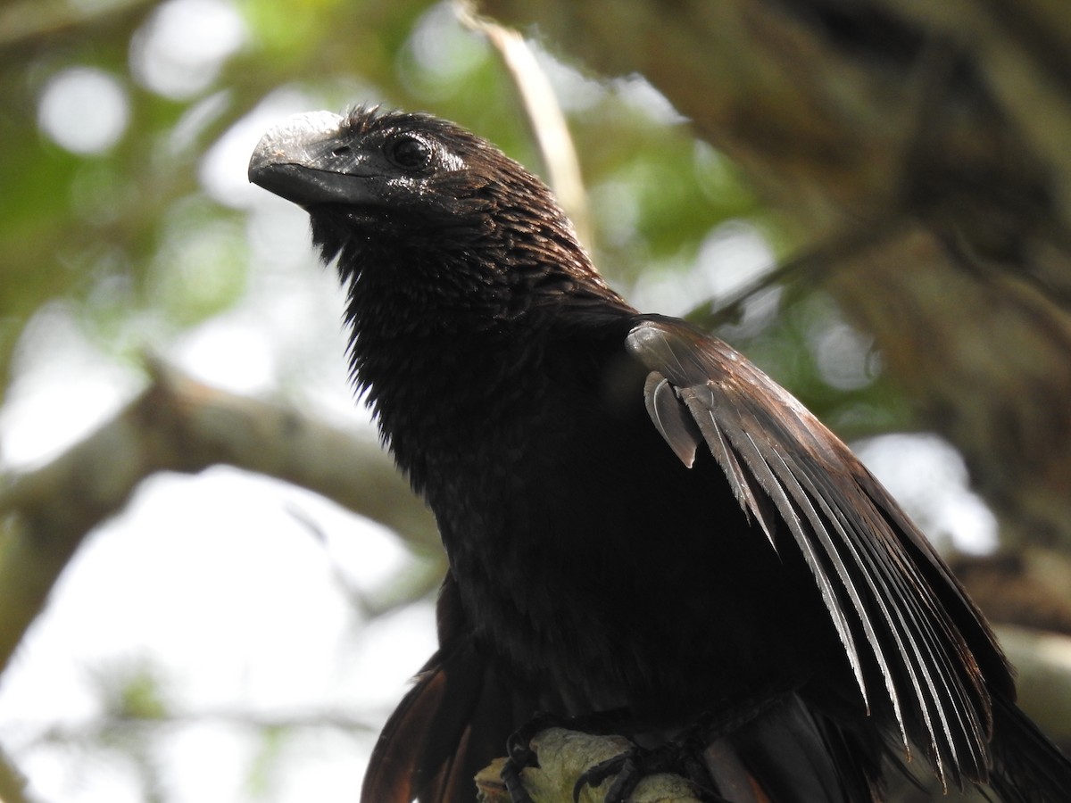 Smooth-billed Ani - ML624084624