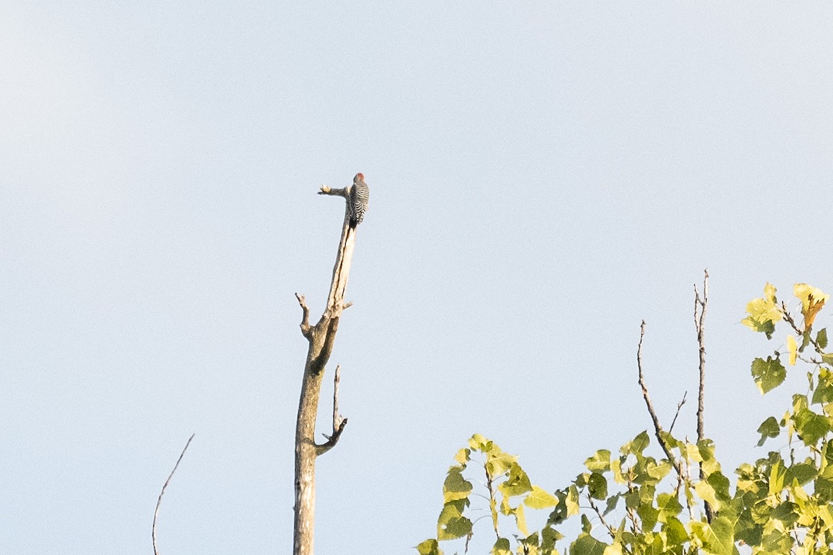 Northern Flicker - ML624084633