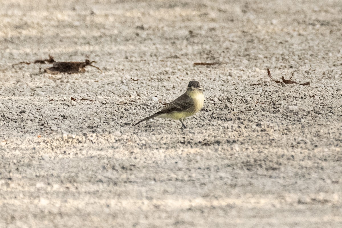 Eastern Phoebe - ML624084641