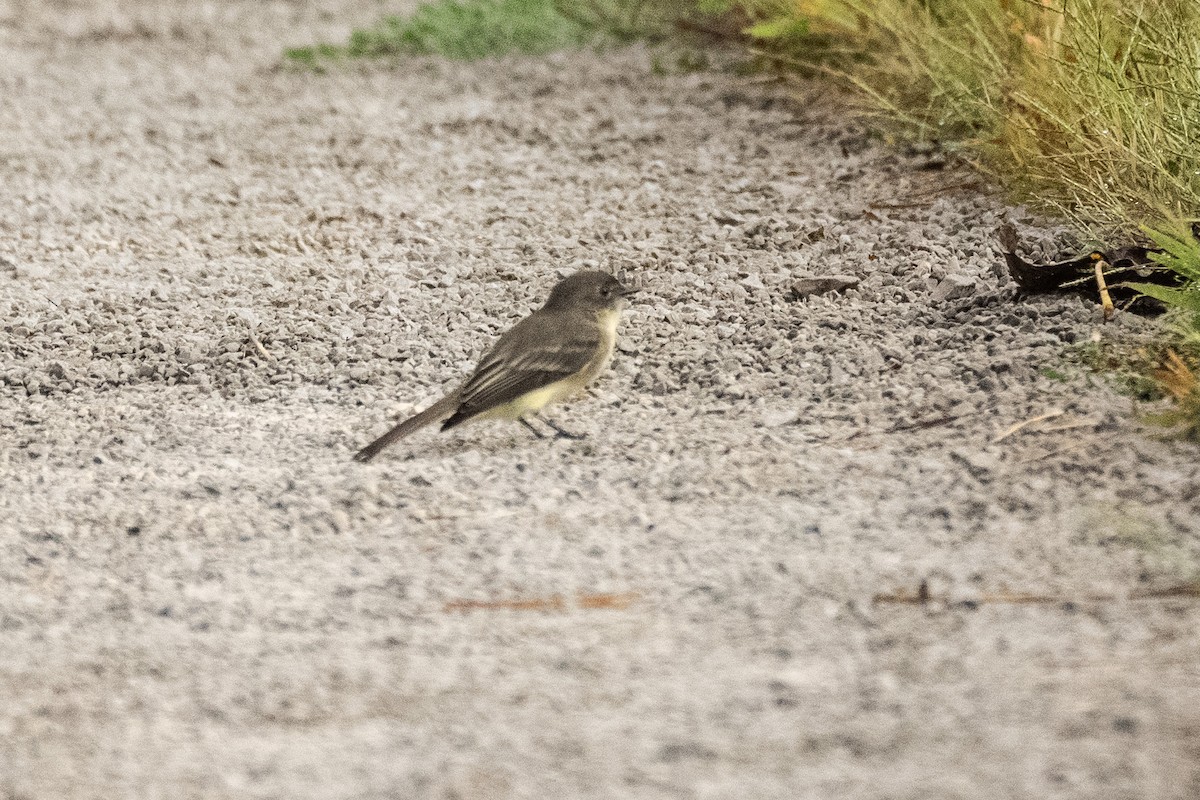 Eastern Phoebe - ML624084642