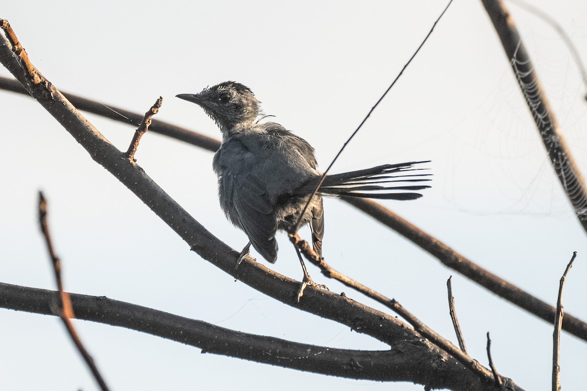 Gray Catbird - ML624084651