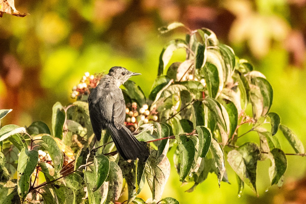 Gray Catbird - ML624084652