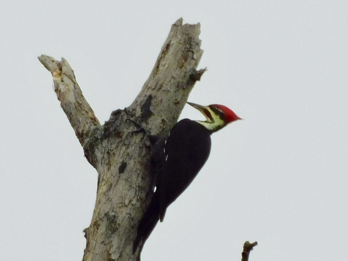 Pileated Woodpecker - ML624084653