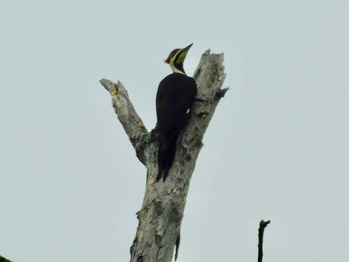 Pileated Woodpecker - ML624084654
