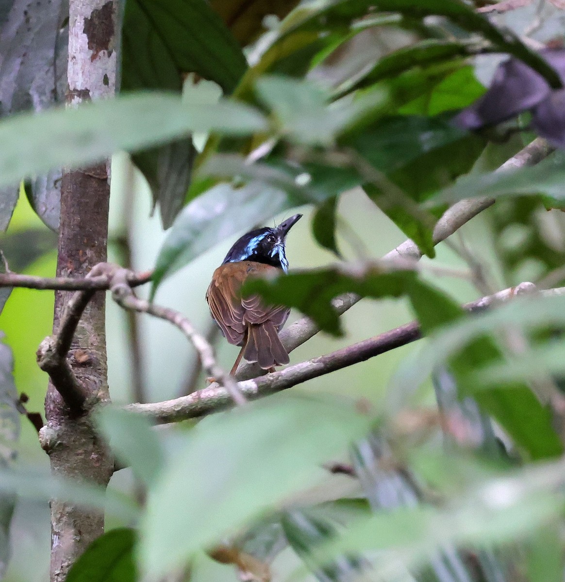 Campbell's Fairywren - ML624084655