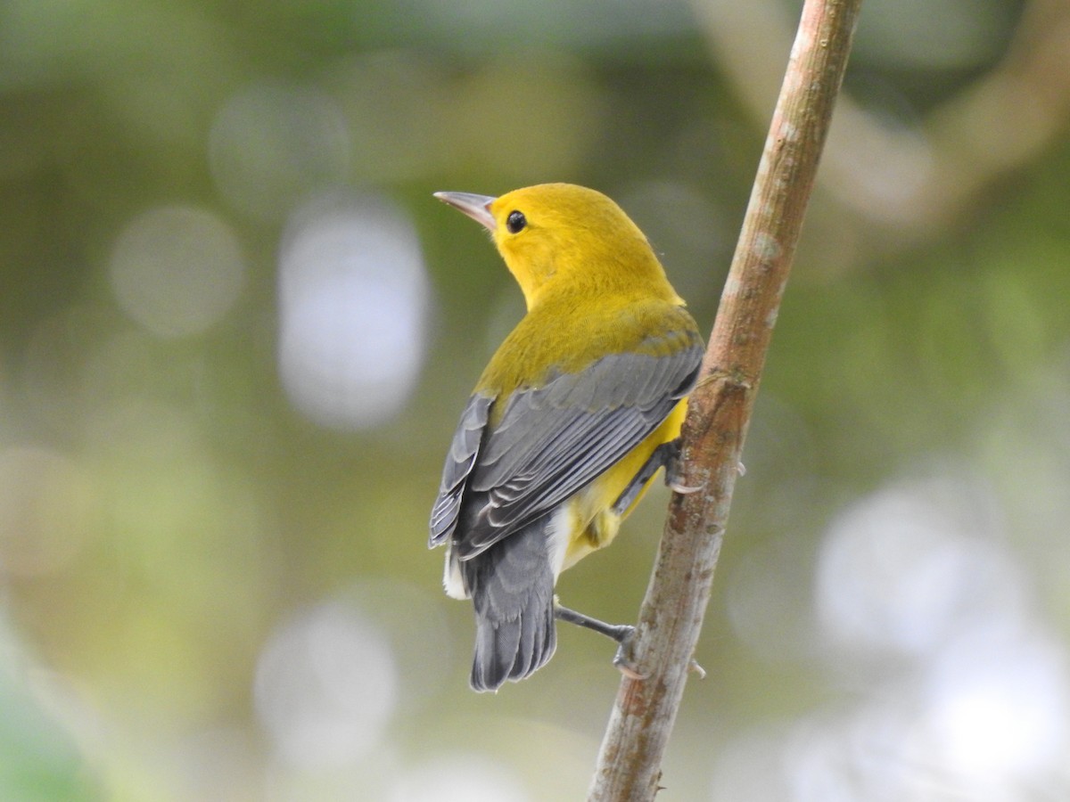 Prothonotary Warbler - ML624084657