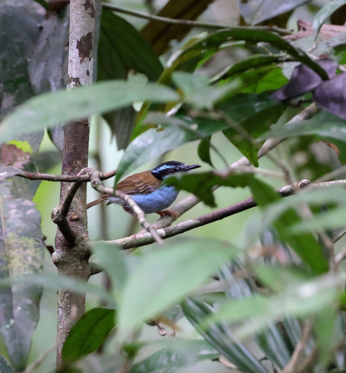 Campbell's Fairywren - ML624084662