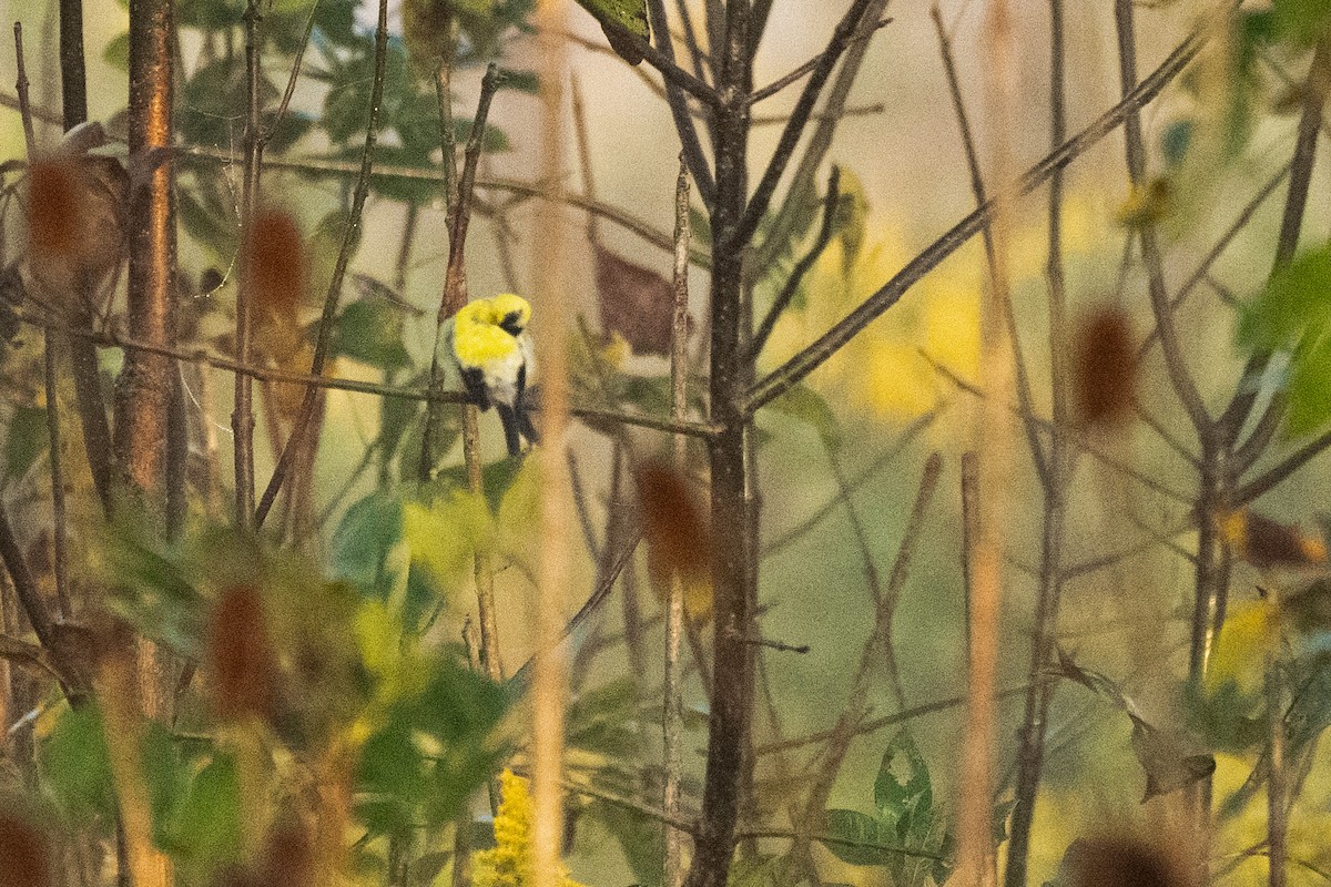 American Goldfinch - ML624084674