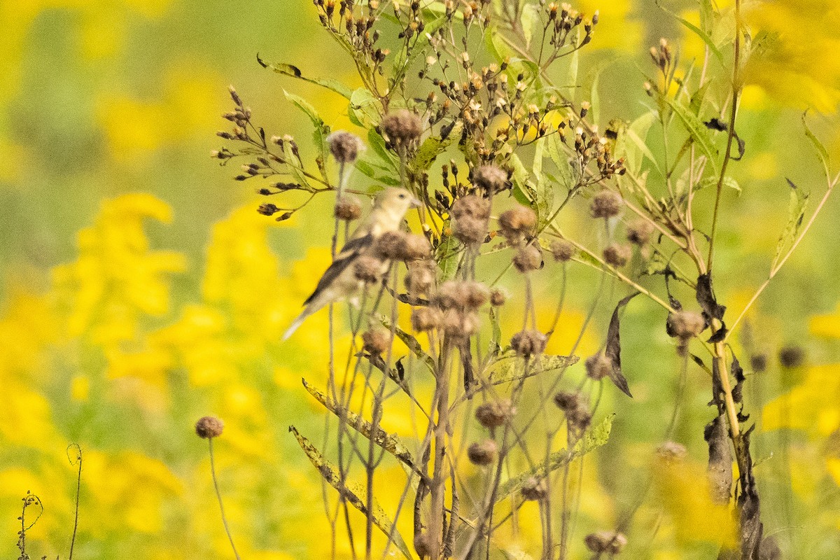 American Goldfinch - ML624084676