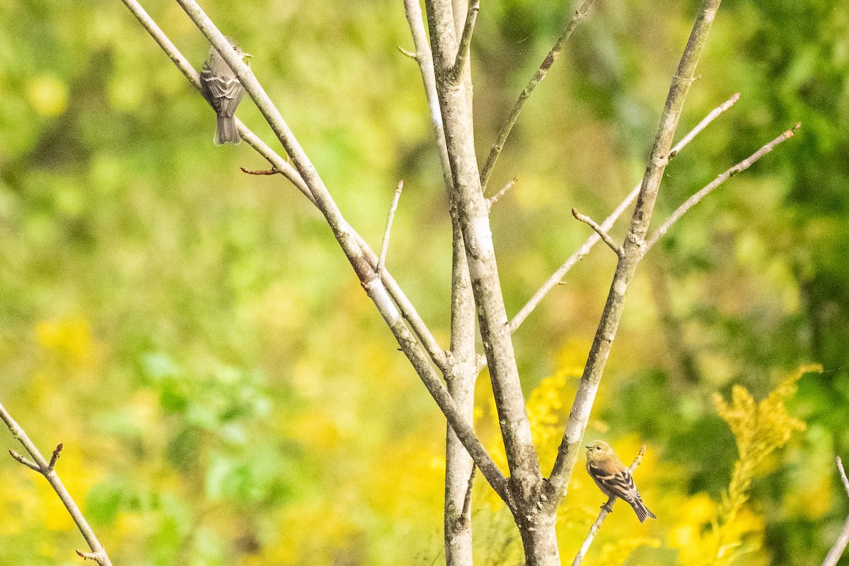 American Goldfinch - ML624084677