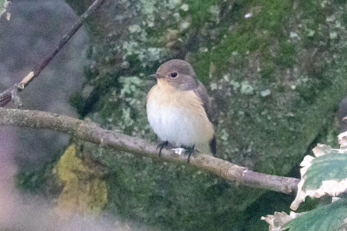 Red-breasted Flycatcher - David Spencer