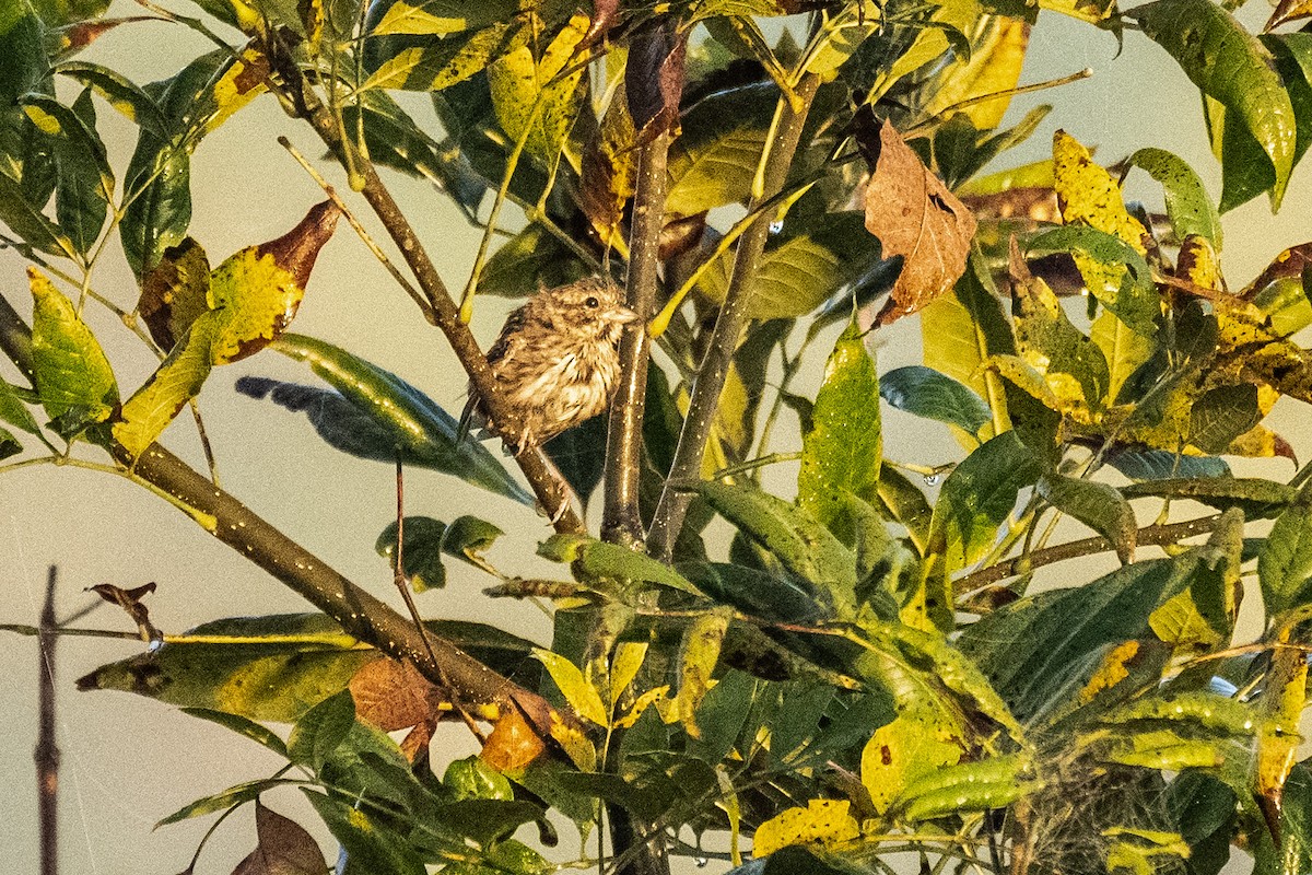 Song Sparrow - ML624084688