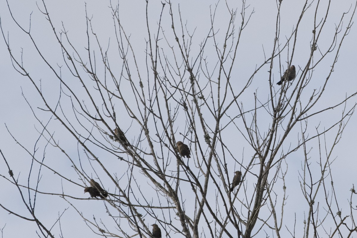 Red-winged Blackbird - ML624084695