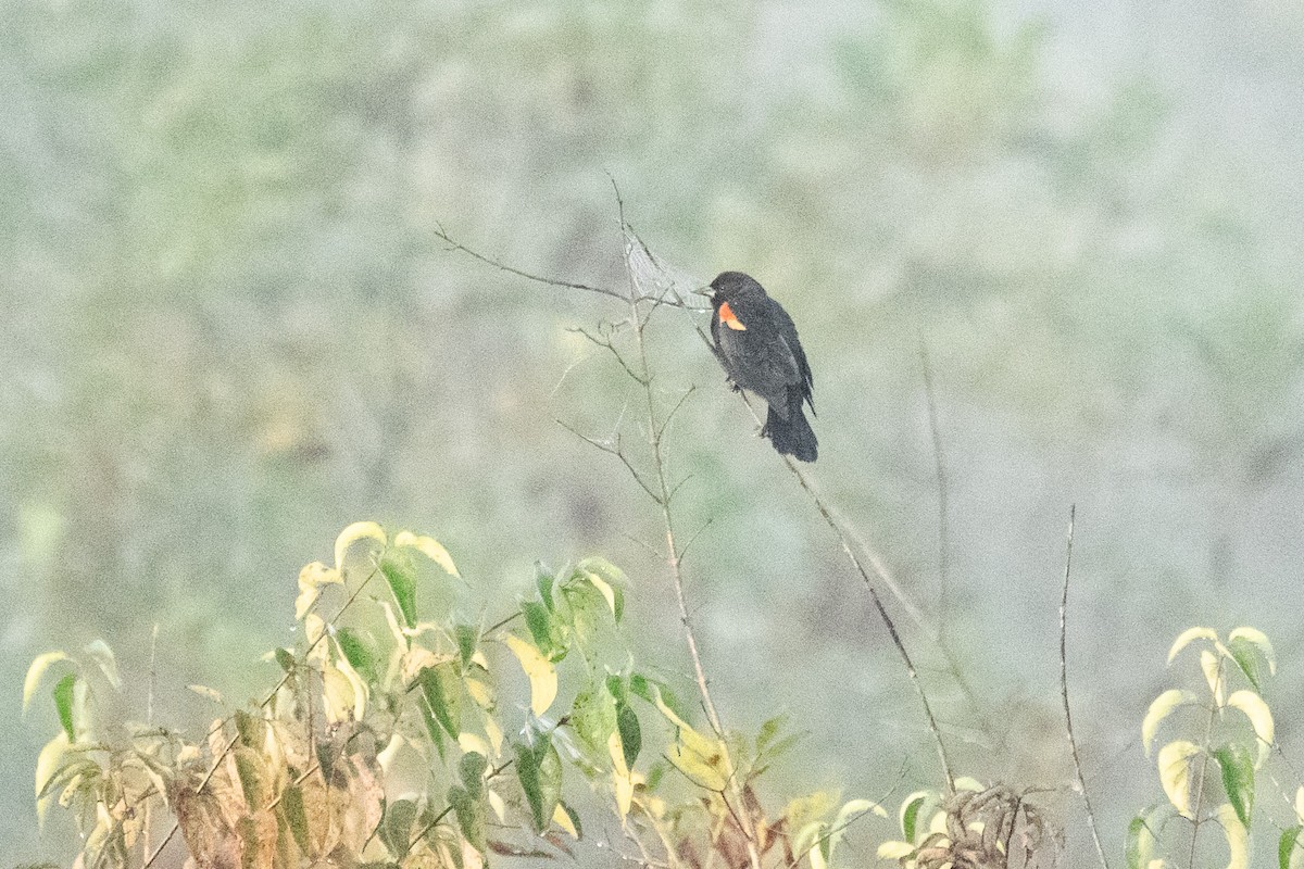 Red-winged Blackbird - John Mann