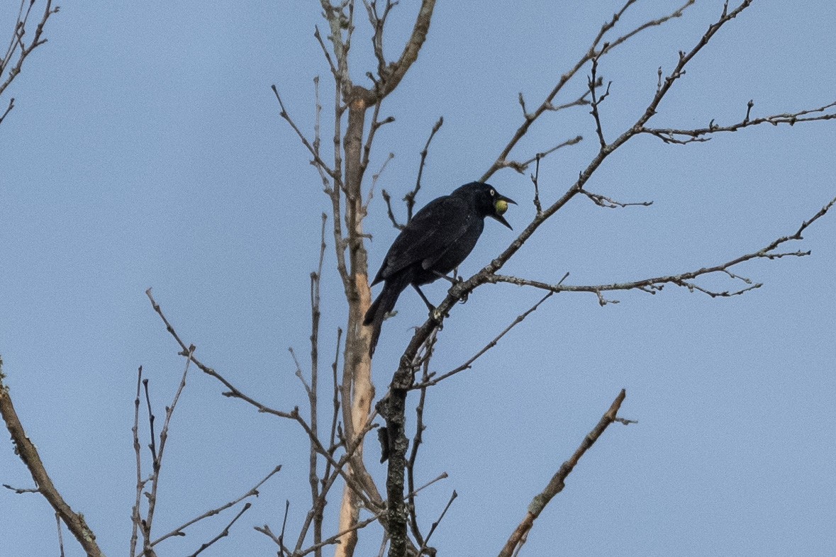 Common Grackle - ML624084699