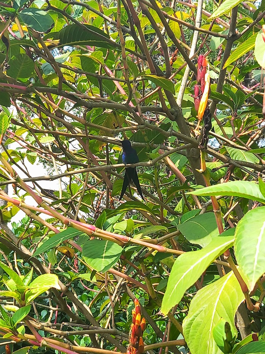 Colibrí Golondrina - ML624084703