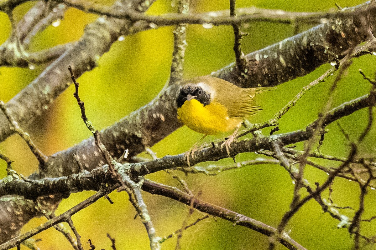 Common Yellowthroat - ML624084705