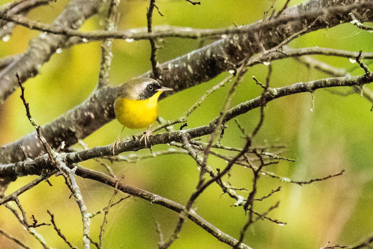 Common Yellowthroat - ML624084706