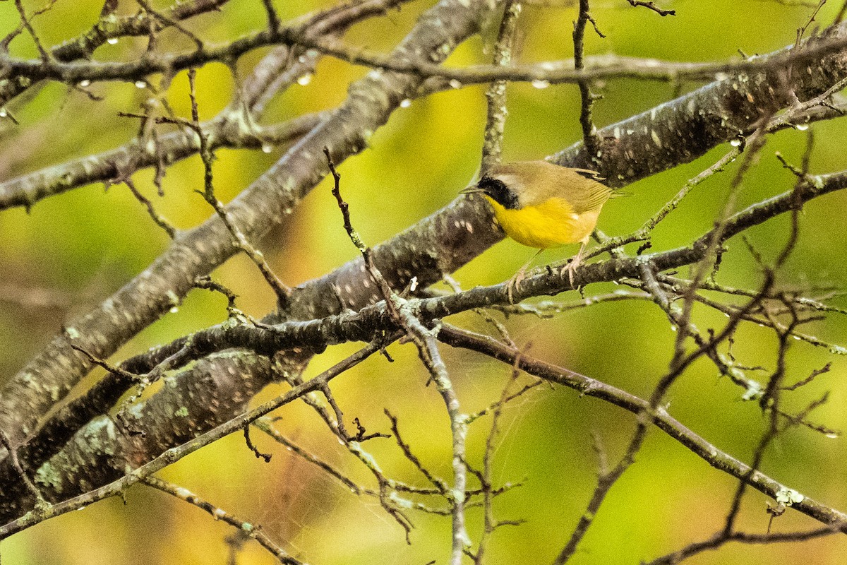 Common Yellowthroat - ML624084710