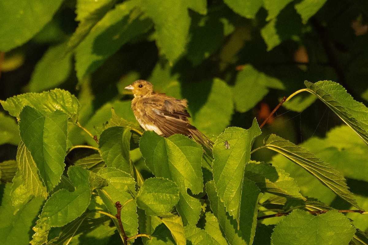 Indigo Bunting - ML624084747