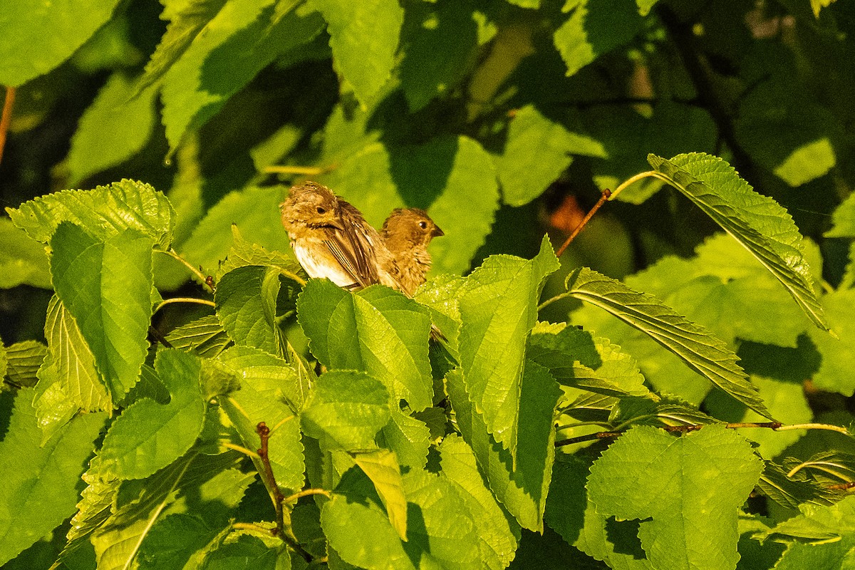 Indigo Bunting - ML624084749