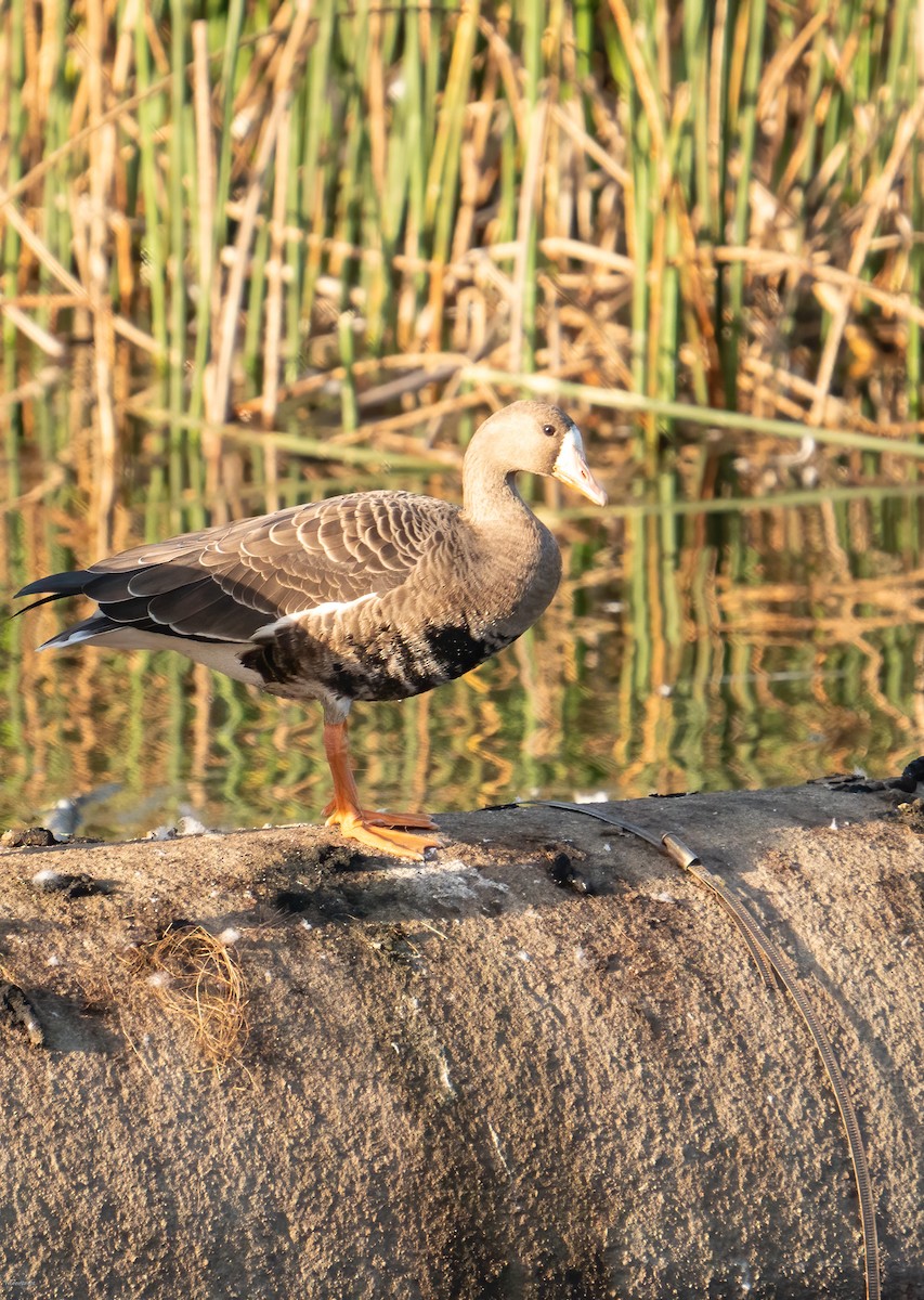 Greater White-fronted Goose - ML624084761