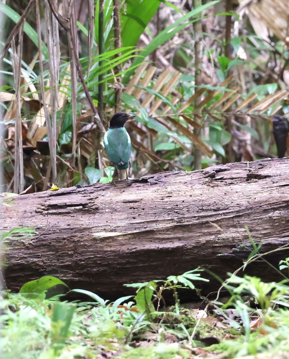 Eastern Hooded Pitta (Papuan) - ML624084766