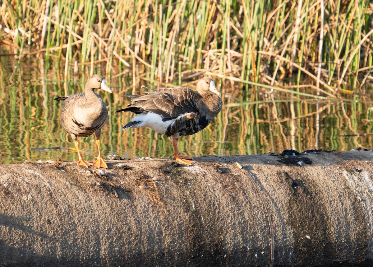 Greater White-fronted Goose - ML624084767