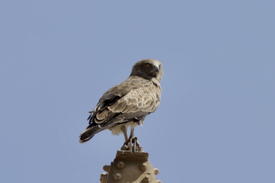 Short-toed Snake-Eagle - ML624084782