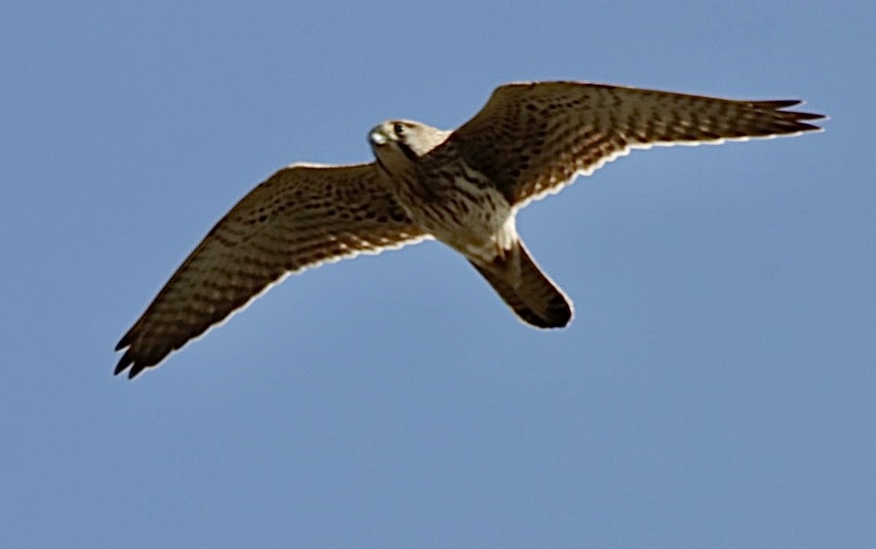 Eurasian Kestrel - ML624084834