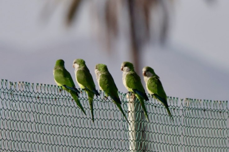 Monk Parakeet - ML624084850