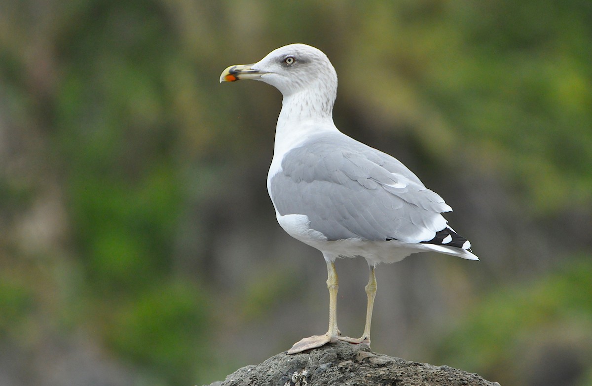 Yellow-legged Gull - ML624084851