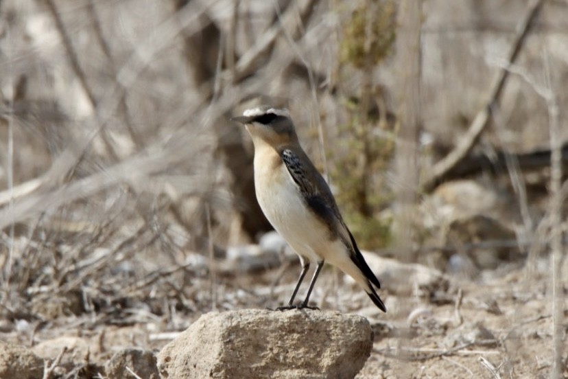 Northern Wheatear - ML624084874